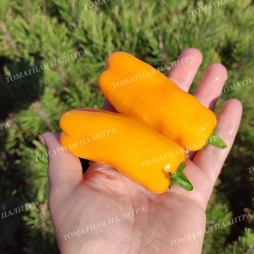 Томат Перец КЭНДИ КЕЙН ЕЛЛОУ (Candy Cane Yellow)