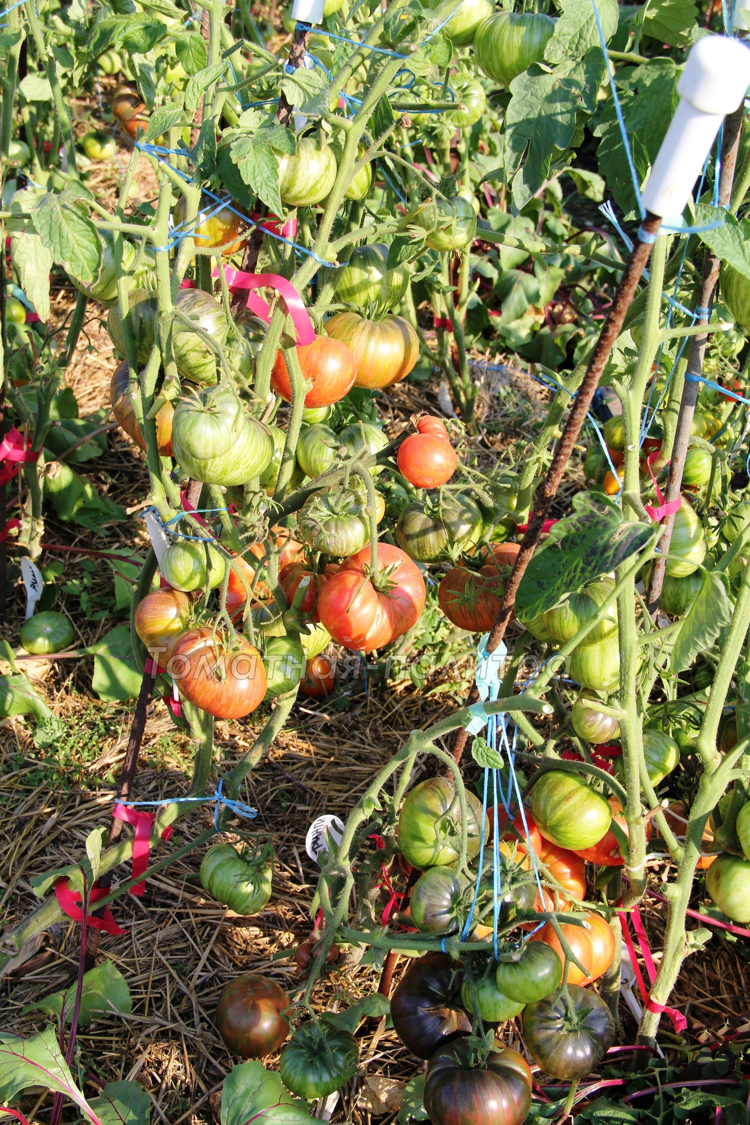 Гном стринги томат отзывы характеристика и описание